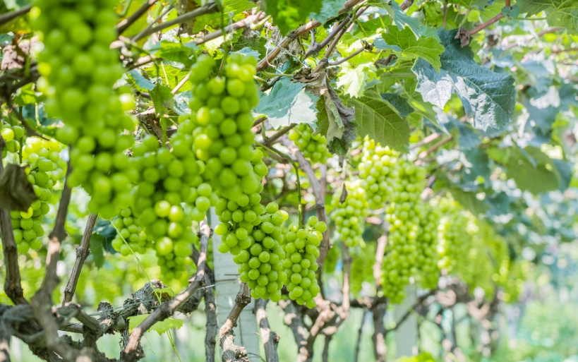 葡萄照顧方法 葡萄照顧方法