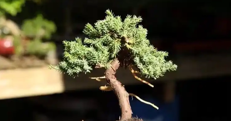 珍珠柏枯黃處理 珍珠柏枯黃處理