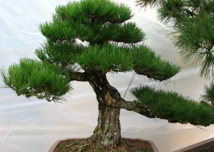 如何區分黑松五葉松