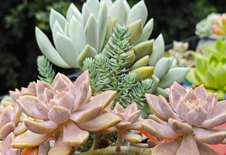 多肉植物照顧 多肉植物照顧