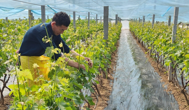 葡萄種植技巧 葡萄種植技巧