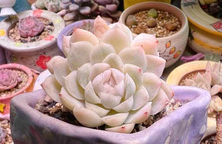 多肉葉片變薄處理 多肉葉片變薄處理