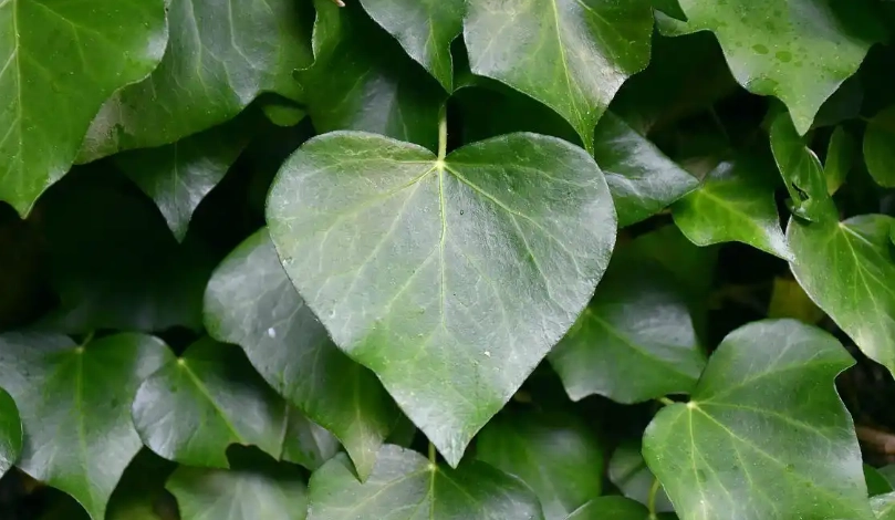 植物葉子下垂 植物葉子下垂