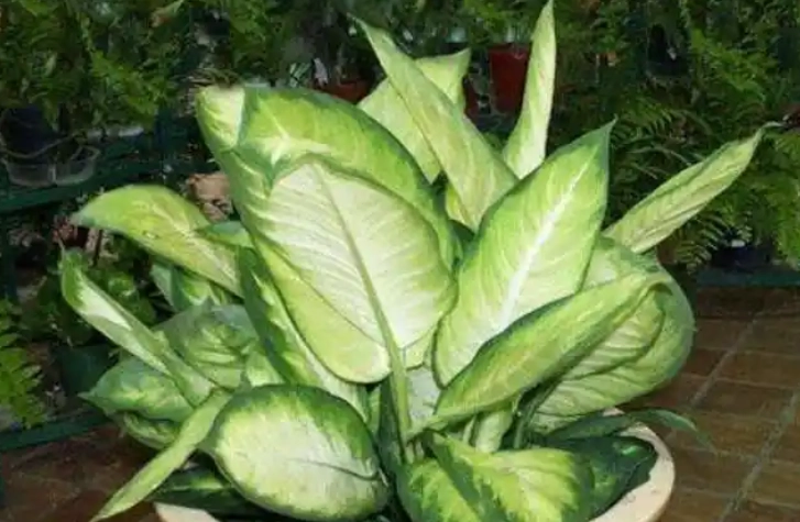 黛粉葉養護 黛粉葉養護