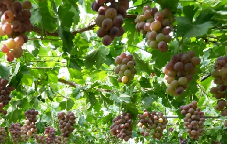 葡萄種植技術 葡萄種植技術