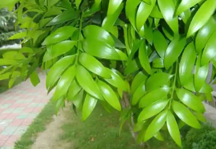 竹柏養護技巧 竹柏養護技巧