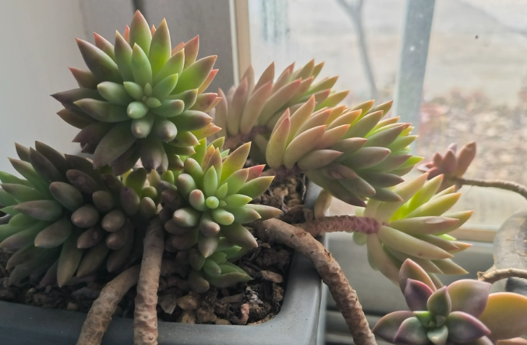 多肉植物光照不足 多肉植物光照不足