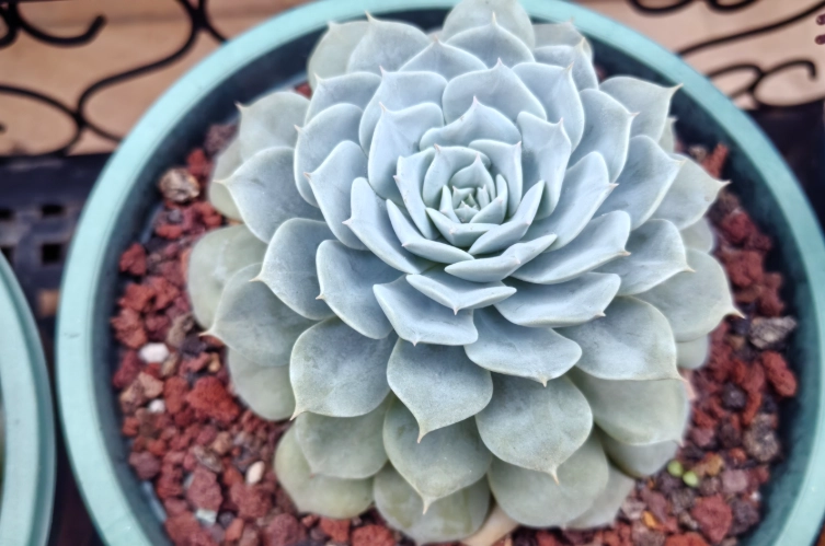 多肉植物葉片變薄原因 多肉植物葉片變薄原因