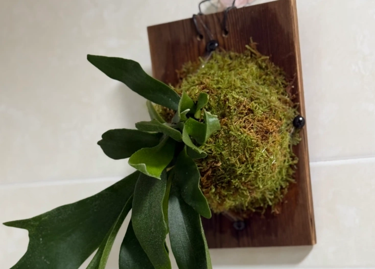 鹿角蕨樹皮選擇 鹿角蕨樹皮選擇