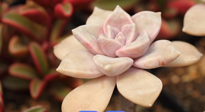 軟軟多肉植物照顧 軟軟多肉植物照顧