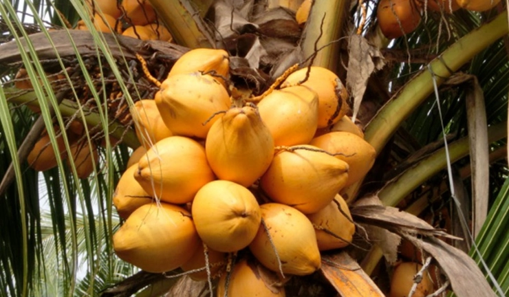 黃椰子養護技巧 黃椰子養護技巧