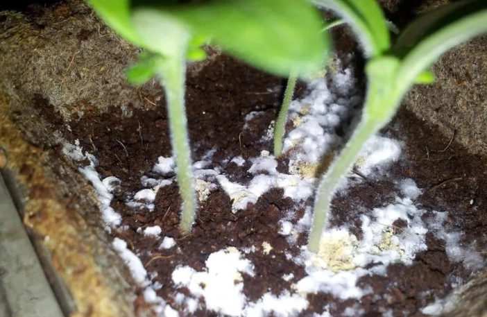 盆栽土壤發霉 盆栽土壤發霉