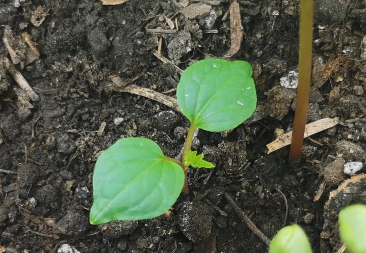葡萄籽發芽技巧 葡萄籽發芽技巧