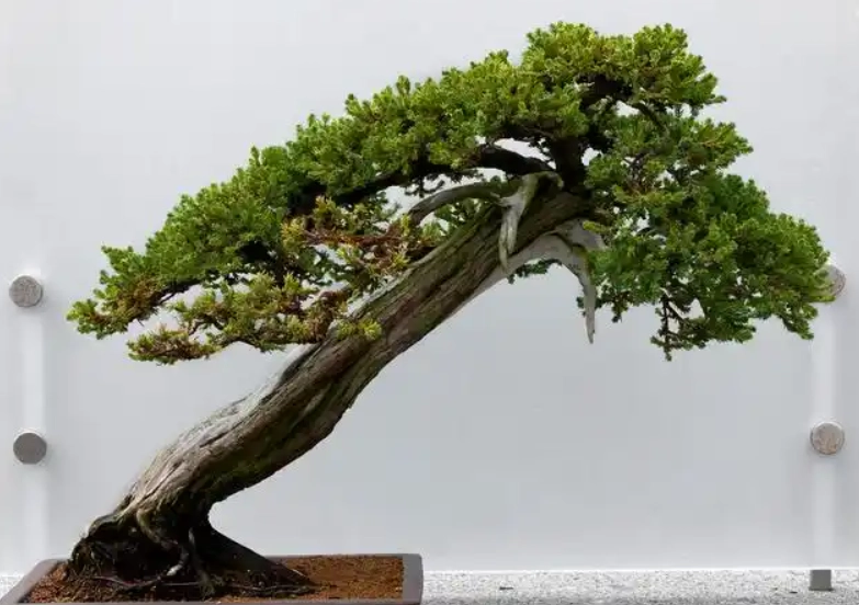 長針葉柏樹護理