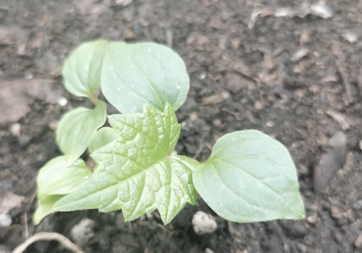 葡萄籽可以种嗎 葡萄籽可以种嗎