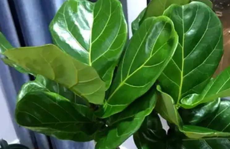 琴葉榕養護方法 琴葉榕養護方法