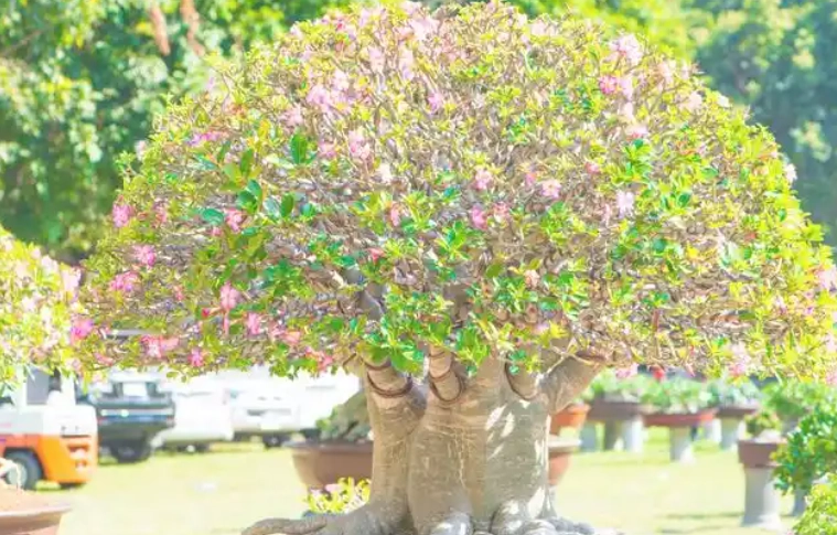 低維護花卉 低維護花卉