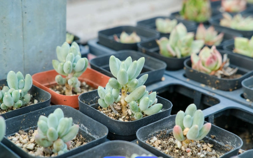 多肉植物乾癟 多肉植物乾癟