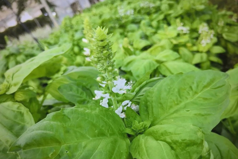 陽台種植羅勒 陽台種植羅勒