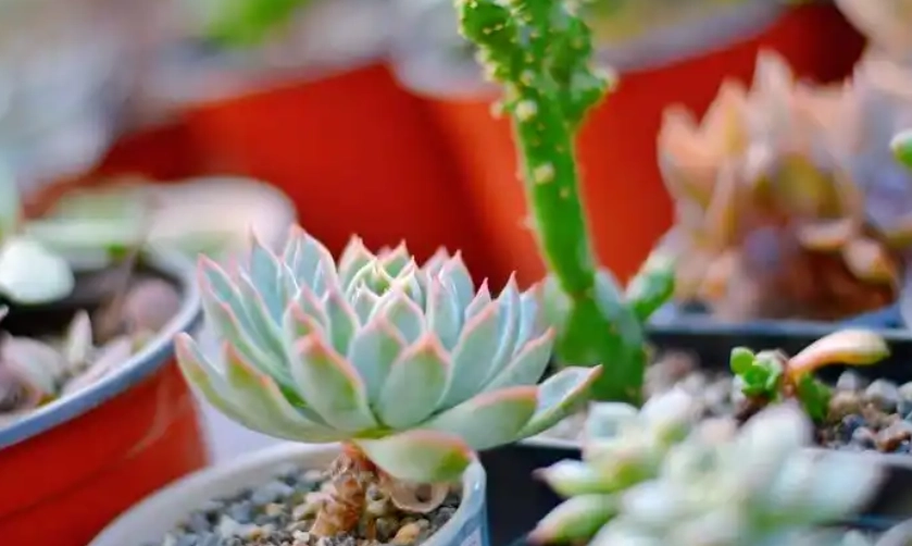 多肉植物光照不足 多肉植物光照不足