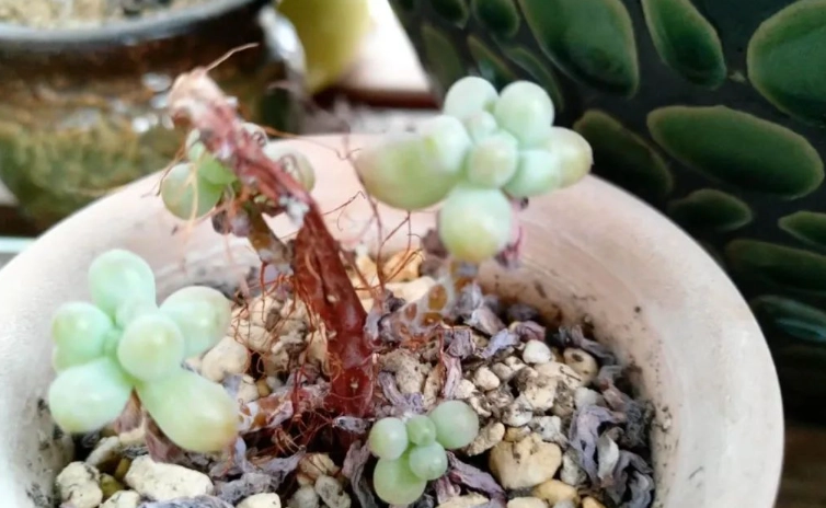 多肉植物掉葉處理