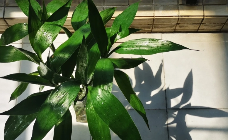 植物葉子下垂原因