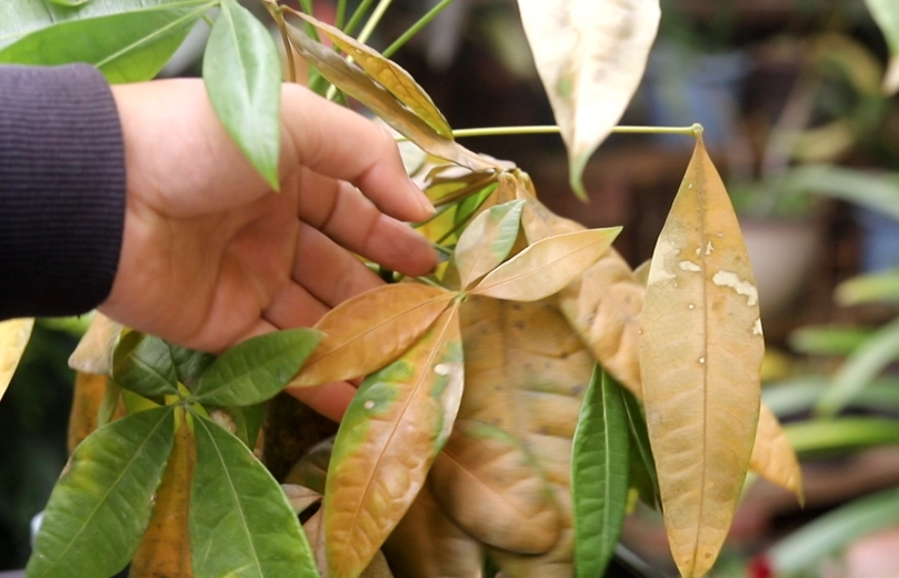 植物葉子變黃 植物葉子變黃