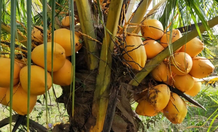 黃椰子枯葉原因 黃椰子枯葉原因