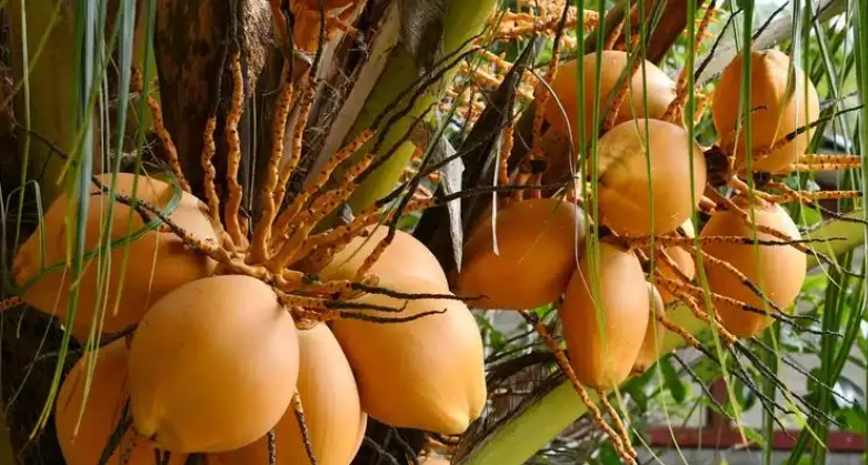 黃椰子枯葉原因 黃椰子枯葉原因