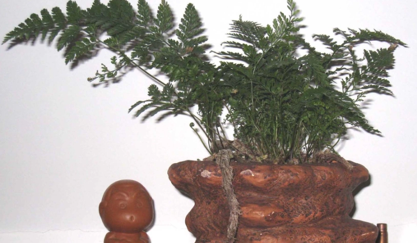 兔腳蕨照顧方法 兔腳蕨照顧方法