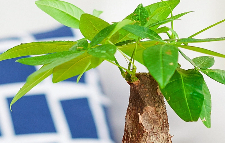 發財樹繁殖