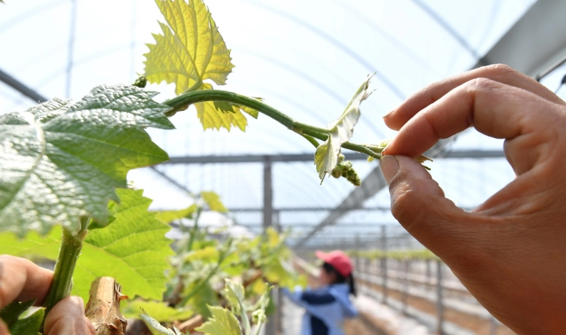 葡萄管理要點 葡萄管理要點