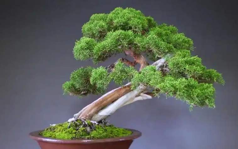 真柏澆水方法 真柏澆水方法