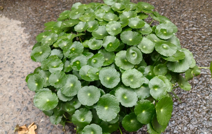 金錢草養護方法 金錢草養護方法