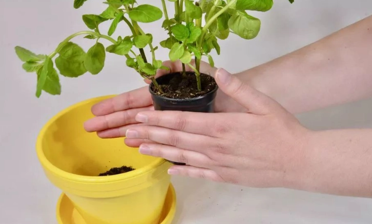 薄荷葉換盆技巧