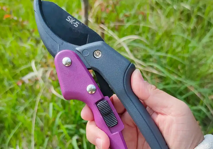 黛粉葉養護 黛粉葉養護