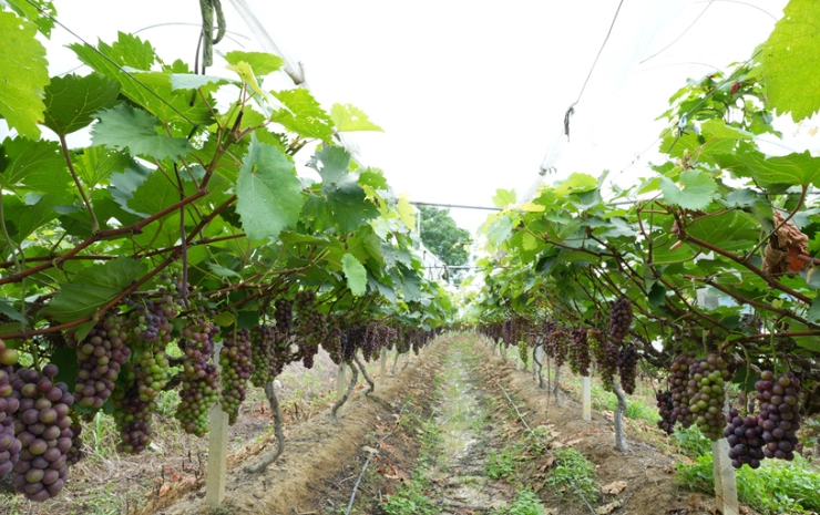 萄葡种植技巧