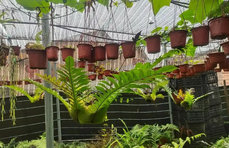 室内植物推荐 室内植物推荐