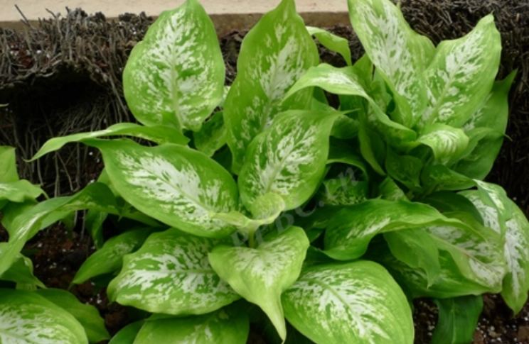 觀葉植物修剪 觀葉植物修剪