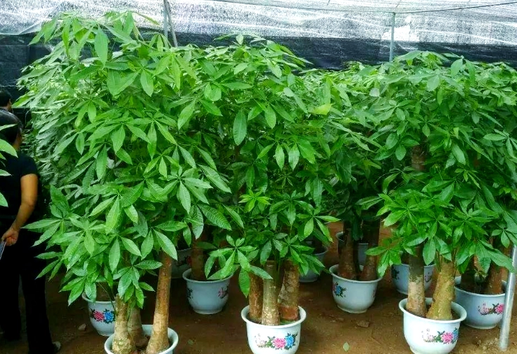 矮化植物技巧 矮化植物技巧