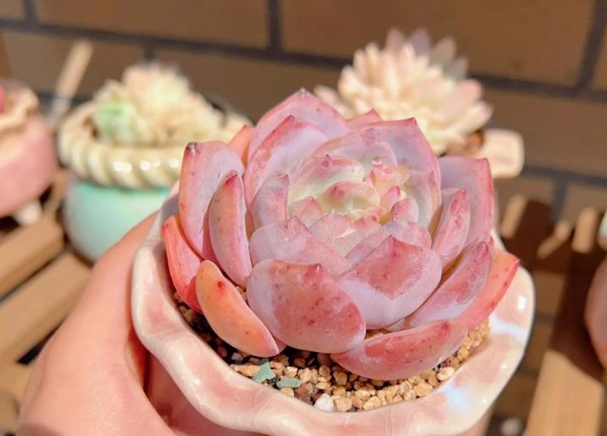 多肉植物光照 多肉植物光照