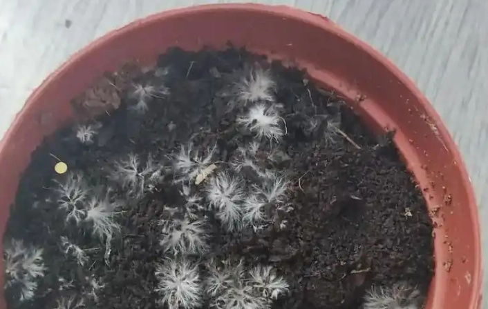 盆栽土壤發霉