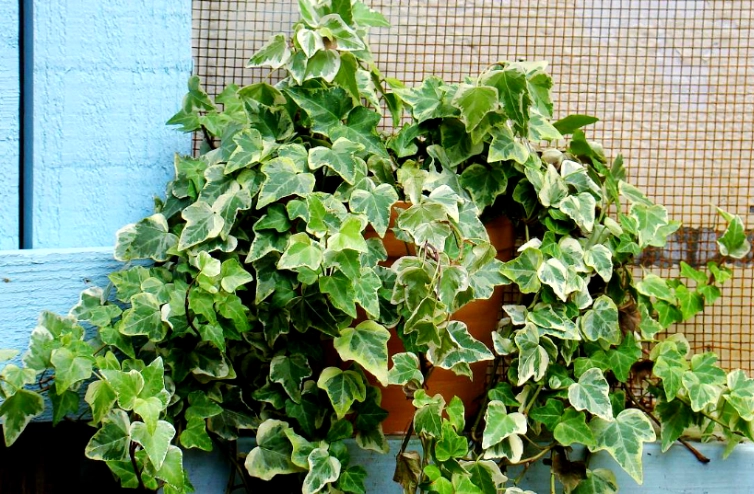 常春藤盆栽技巧