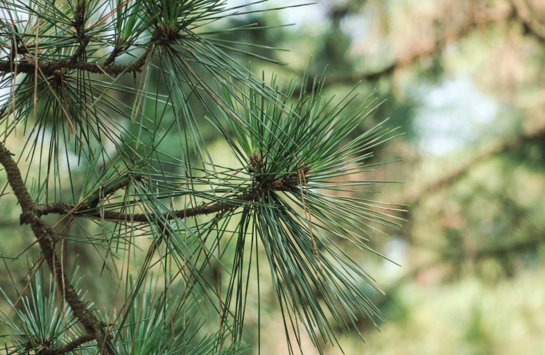 黑松葉子下垂原因