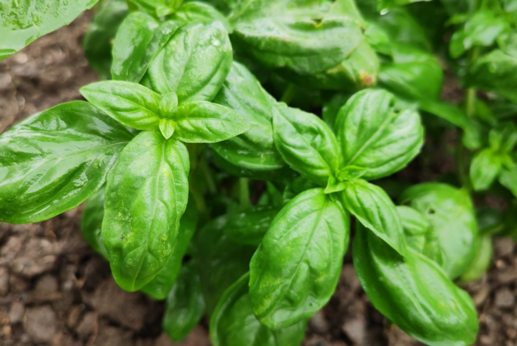 羅勒栽培技巧 羅勒栽培技巧