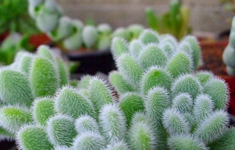 多肉植物軟軟的原因 多肉植物軟軟的原因