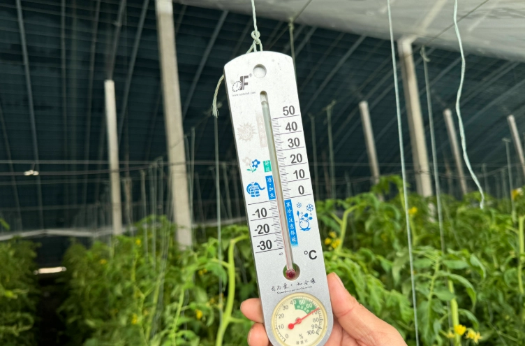 番茄生長溫度