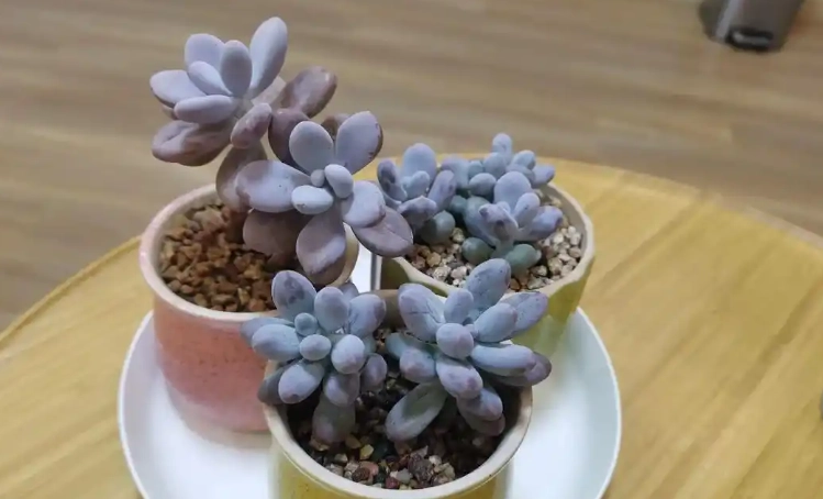 多肉養護技巧 多肉養護技巧