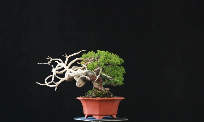 真柏盆栽造型 真柏盆栽造型