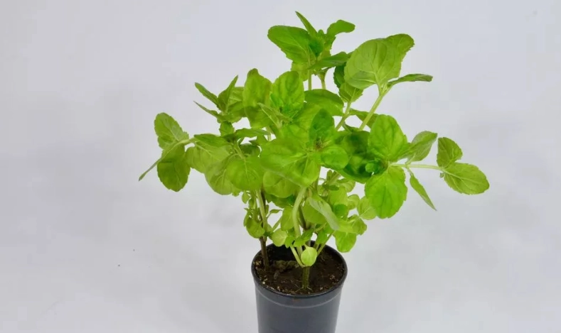 盆栽薄荷養護